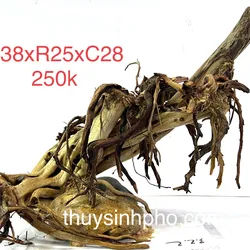 Layout gốc đỗ 40