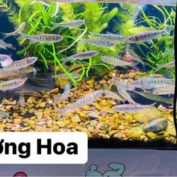 Cá mương hoa thuỷ sinh