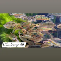 Cá cấn bụng đỏ