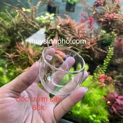 Cốc thuỷ tinh ươm cây