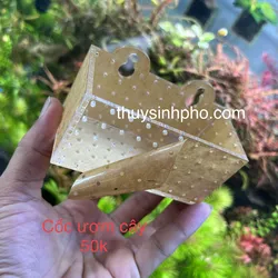 Cốc mica ươm cây