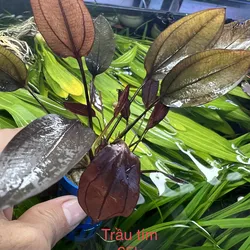 Trầu tím aflame