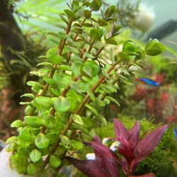 Rotala Ấn Độ/ vảy ốc ấn độ