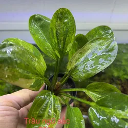 Trầu ngũ sắc