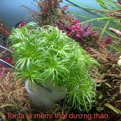 Tonia lá mềm / thái dương thảo