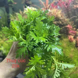 Thuỷ cúc