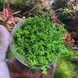 Trân châu cao 3 lá