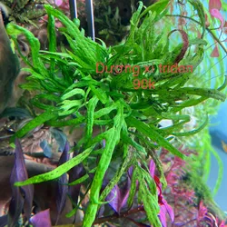 Dương Xỉ Trident