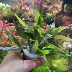 Trung liễu thuỷ sinh 