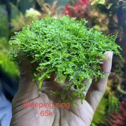 Rêu Wepping Sing
