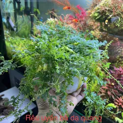 Rêu uyển bá dạ quang