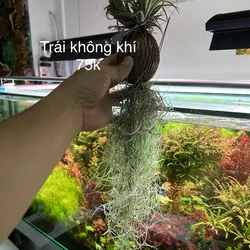 Không Khí Thạch Thảo