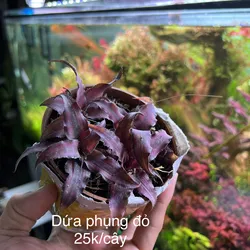 Dứa phụng đỏ
