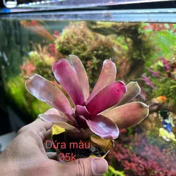 Dứa nam mỹ hồng