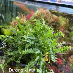 Dương Xỉ nút áo