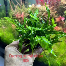 Dương xỉ mỹ nhân