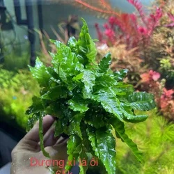 Dưong Xỉ Lá Ổi