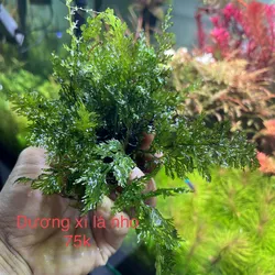 Dương Xỉ Lá Nho