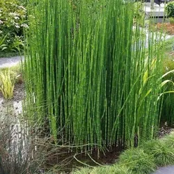 Cây thiền trúc