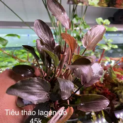 Tiêu thảo lagen đỏ