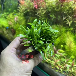 Cỏ Thìa