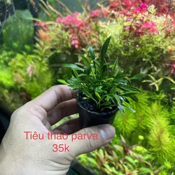 Tiêu thảo parva