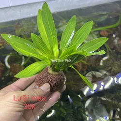 Lưỡi Mèo