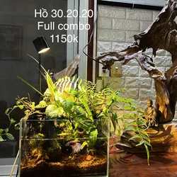 Hồ mini 30.20.20