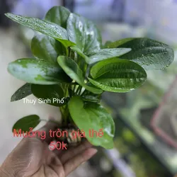 Trầu muỗng tròn/ trầu lá tròn 