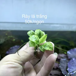 Ráy lá trắng/ráy white 