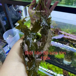 Biệt Liên Đỏ
