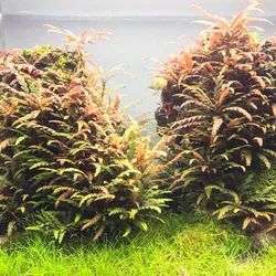 Liễu răng cưa lá nước