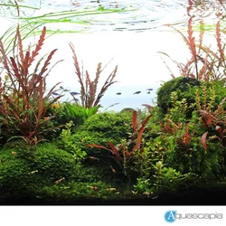 Liễu răng cưa lá nước