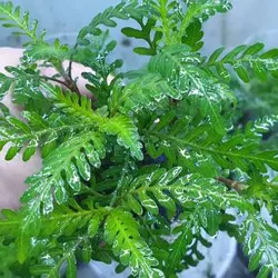 Liễu răng cưa lá nước