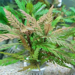 Liễu răng cưa lá nước