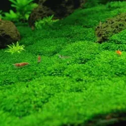 Rêu mini fiss