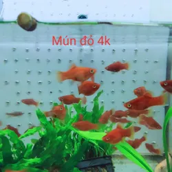 Mún Đỏ