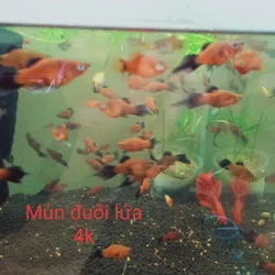 Mún Đuôi Lửa