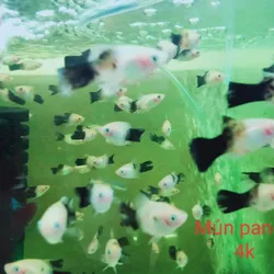 Mún Panda