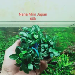 Nana Mini Japan