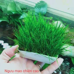 Cỏ ngưu mao chiên cao lá nước