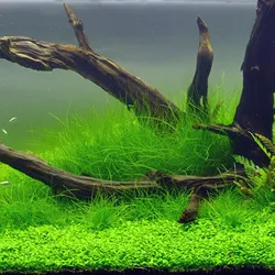 Ngưu mao chiên cao