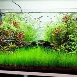 Ngưu mao chiên lùn xòe lá nước