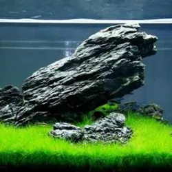 Ngưu mao chiên lùn xòe lá nước