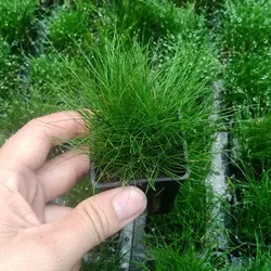 Ngưu mao chiên lùn xòe lá nước