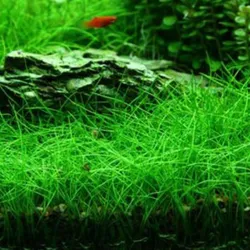 Ngưu mao chiên lùn xòe lá nước