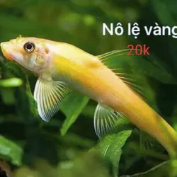 Nô Lệ Vàng