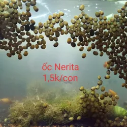 Ốc Nerita