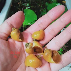 Ốc Táo
