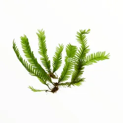 Rêu phượng vĩ đài